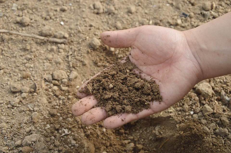 shun's article picture - soil in the hand
