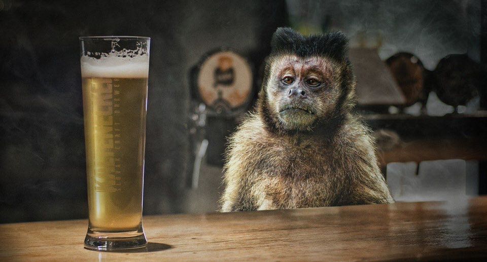 shun's article picture - not alcohol monky