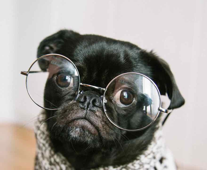 shun's article picture - dog glasses 
