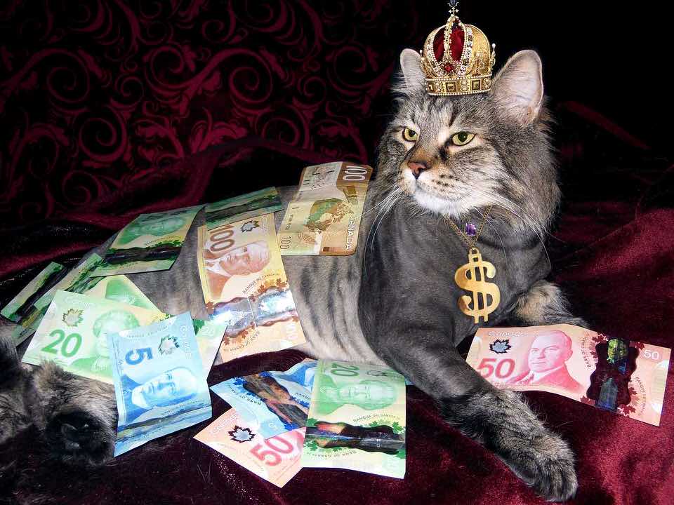 shun's article picture - rich cat